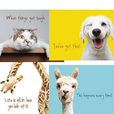 Hang in There Encouragement Cards - Box of 12