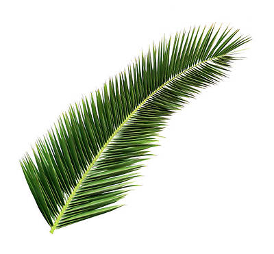 Date Palm Branches - Pack of 4